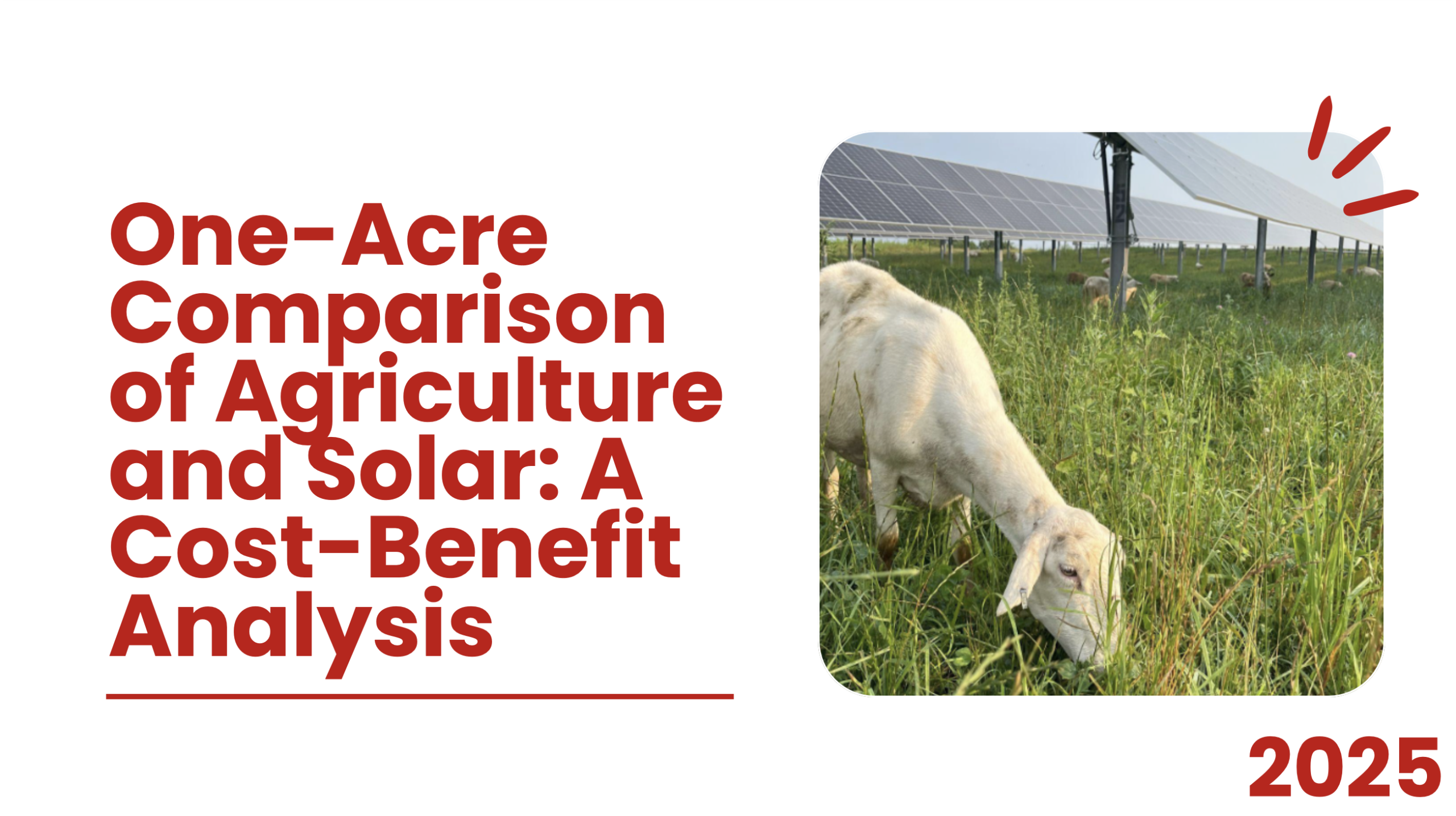 Goat grazing near solar panels.